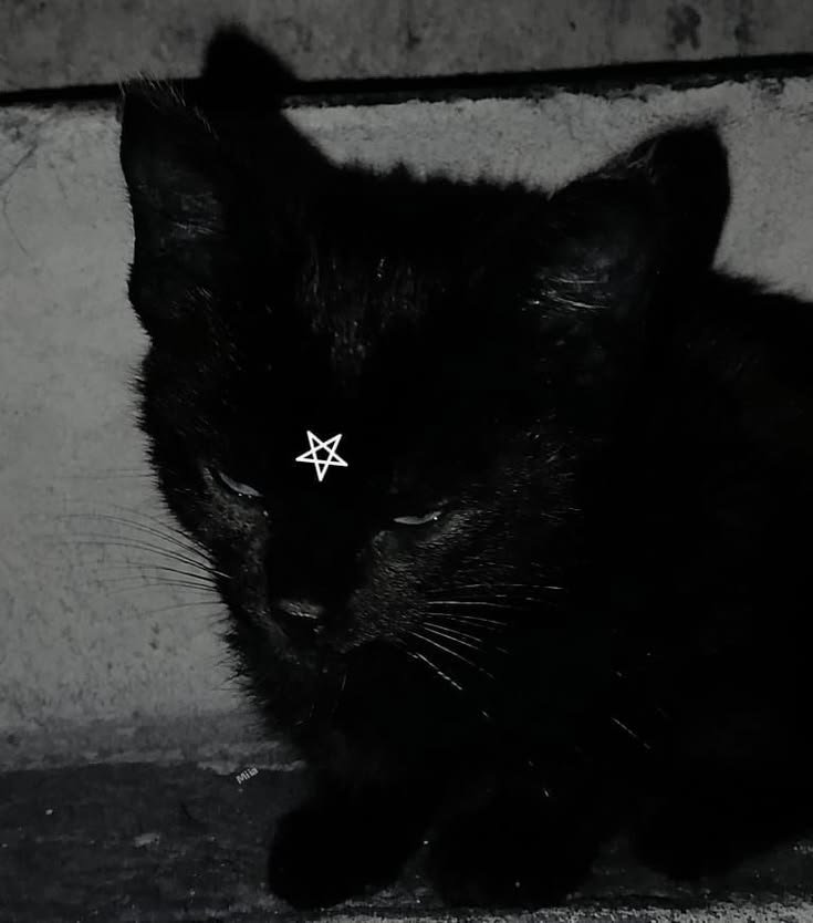 Aesthetic Black Cat PFP