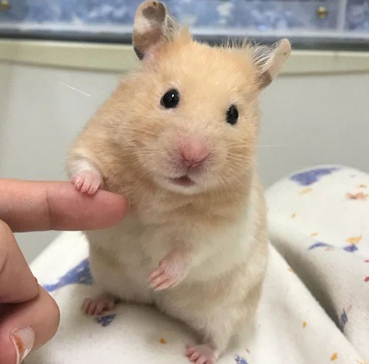 Aesthetic Hamster PFP