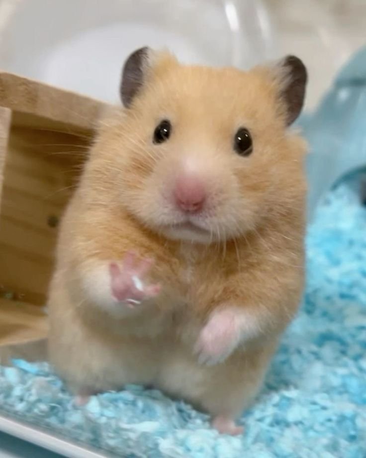 Aesthetic Hamster PFP