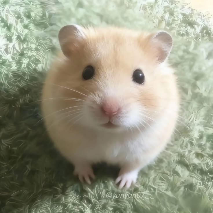 Aesthetic Hamster PFP