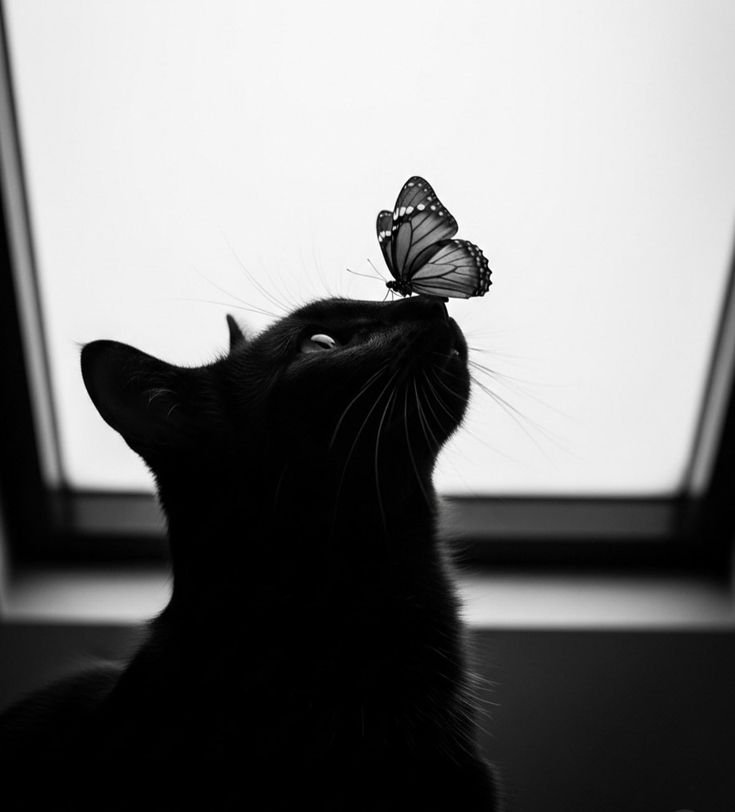 Black Pfp Cat