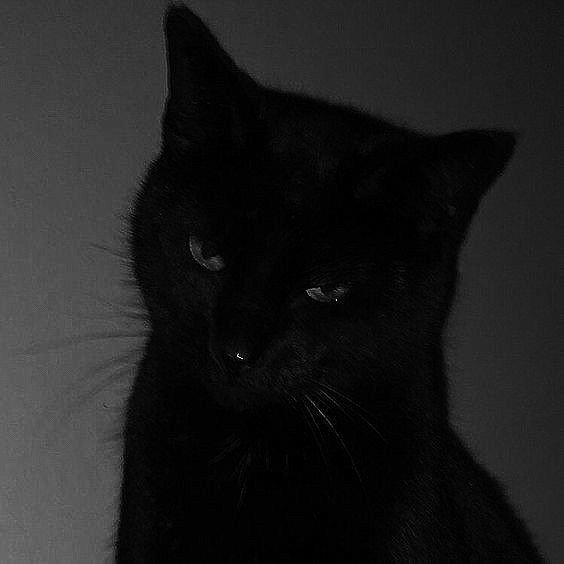 Black Pfp Cat