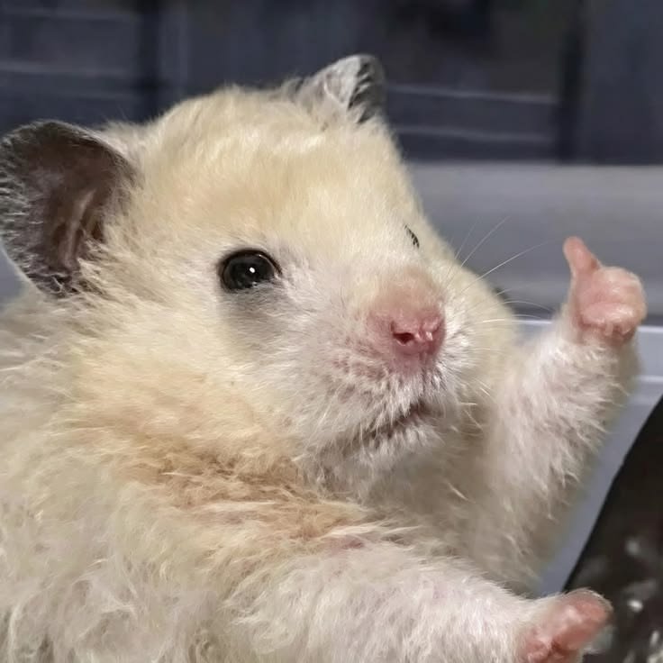Cool Hamster PFP