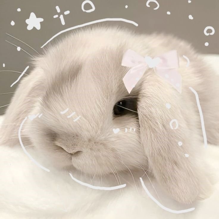 Coquette PFP Bunny