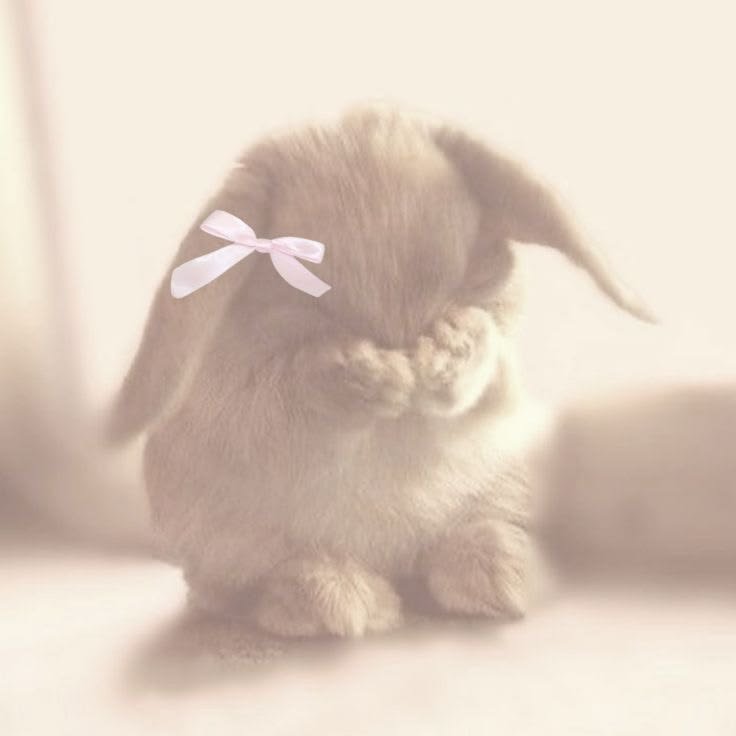 Coquette PFP Bunny