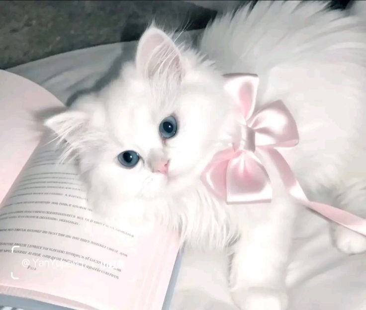 Coquette PFP Cat