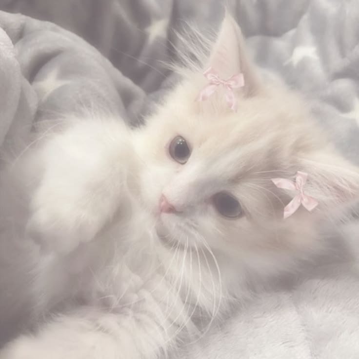 Coquette PFP Cat