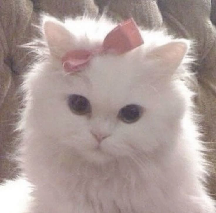 Coquette PFP Cat