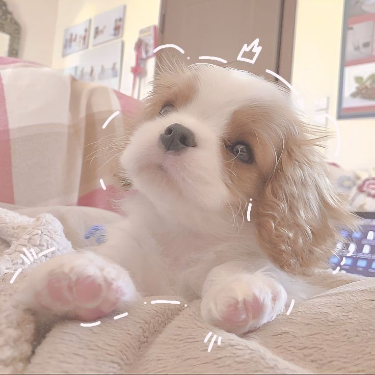 Coquette PFP Dog