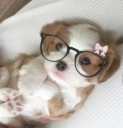Coquette PFP Dog