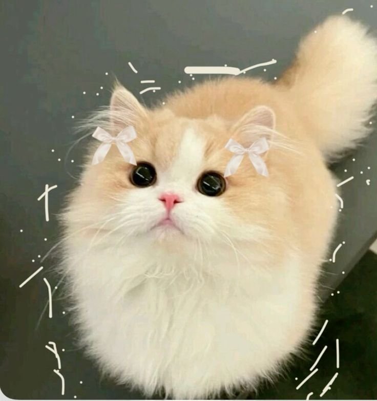 Cute Cat Images PFP