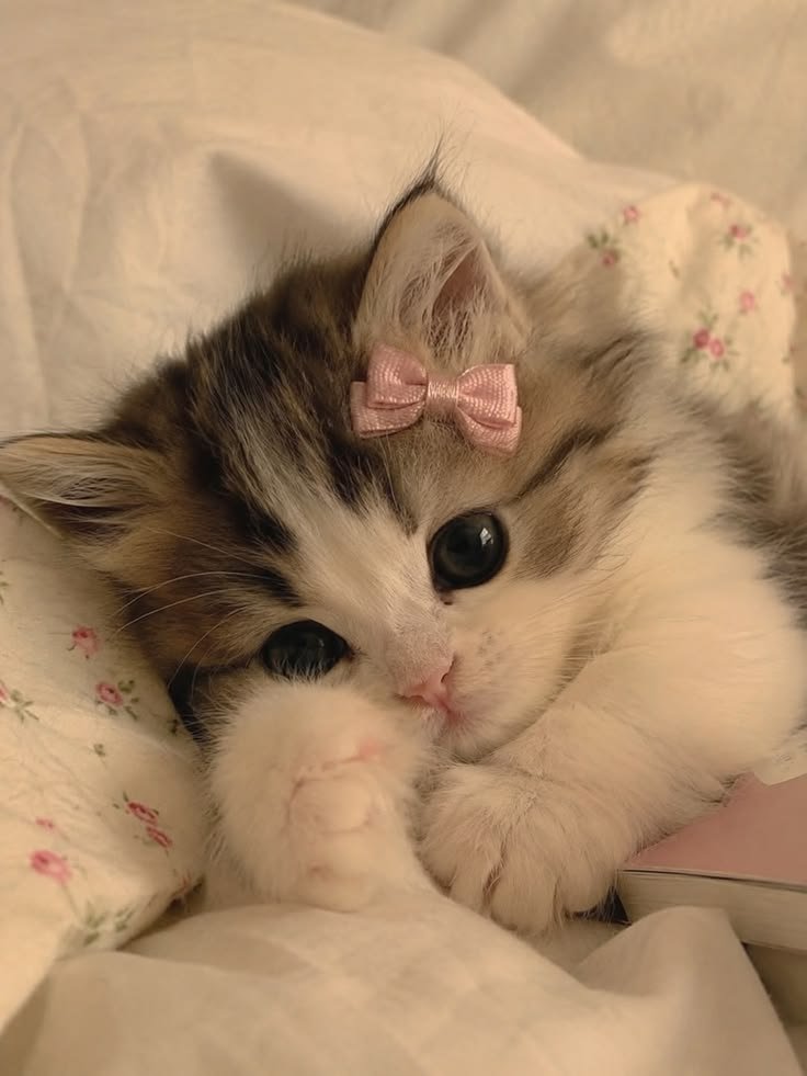 Cute Cat Images PFP