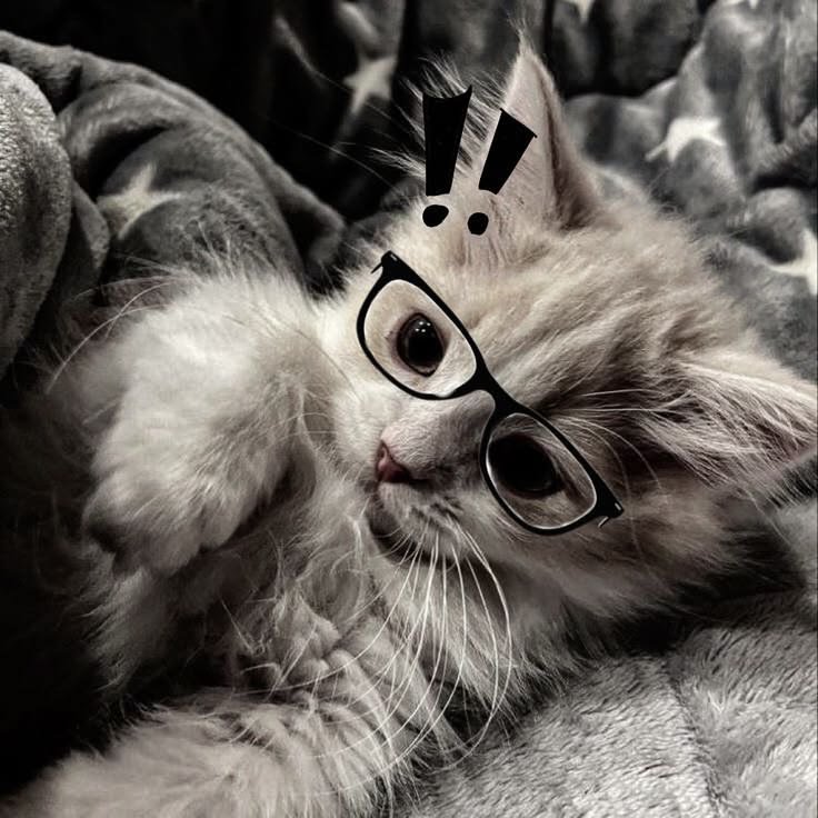 Cute Cat PFP Emo