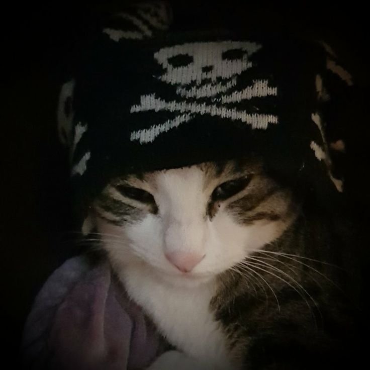 Cute Cat PFP Emo
