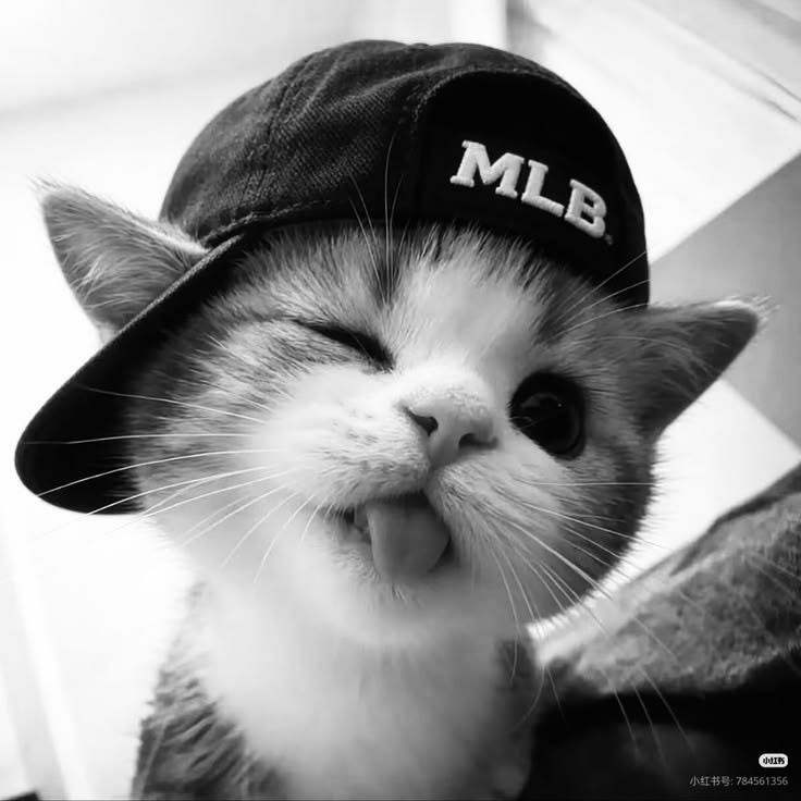 Cute Cat PFP Emo