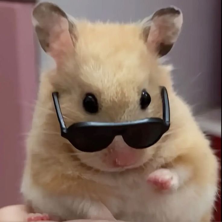 Cute Hamster PFP