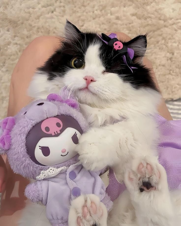 Cute Kuromi Cat Pfp