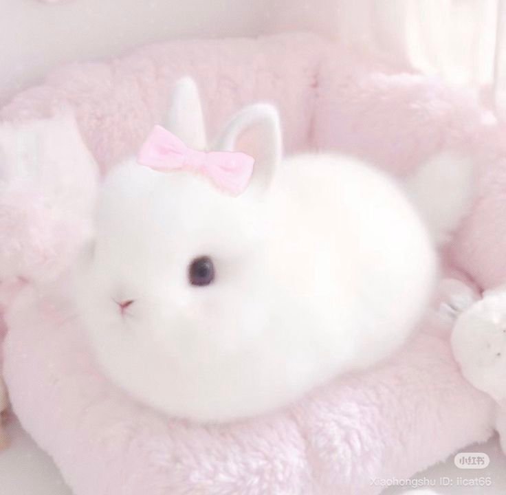 Cute Pink PFP Bunny