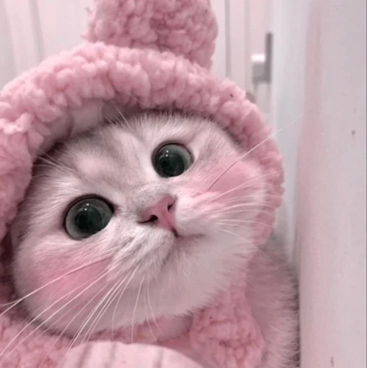 Cute Pink PFP Cat