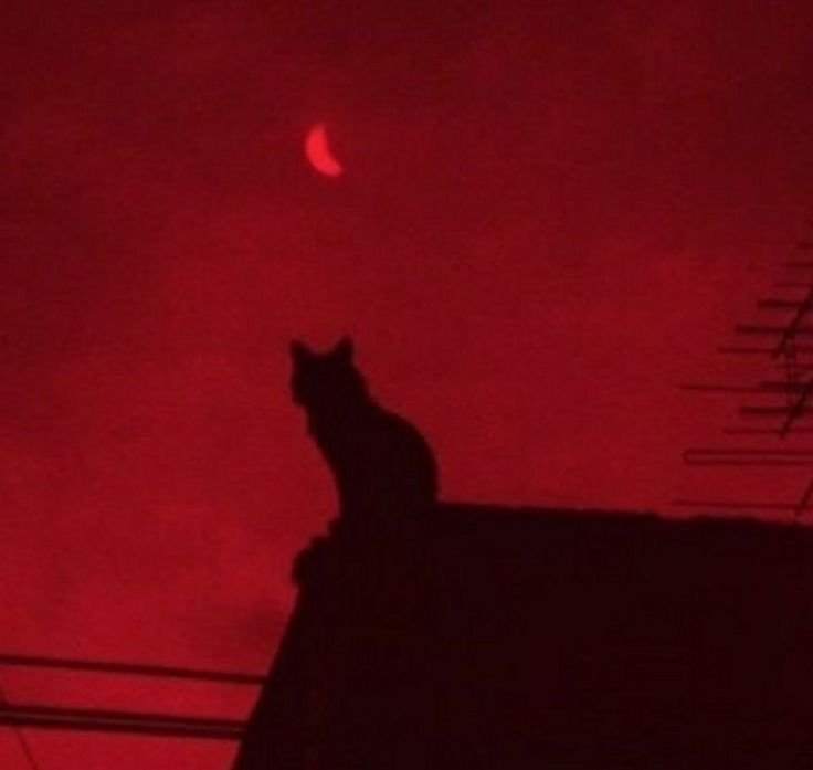 Dark Red PFP Aesthetic
