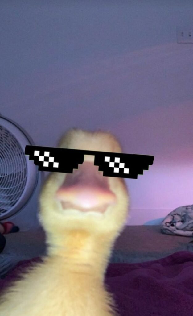 Discord PFP Funny