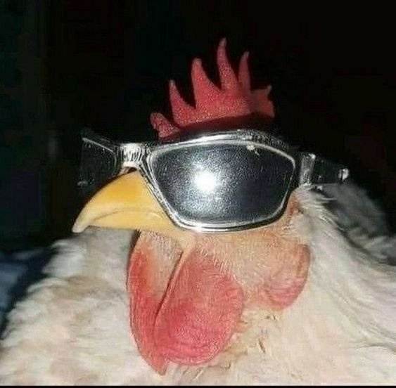Discord PFP Funny