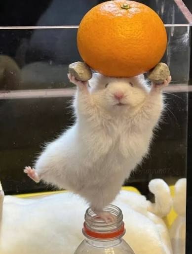 Goofy Hamster PFP