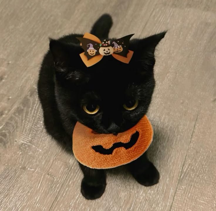 Halloween PFP Cat