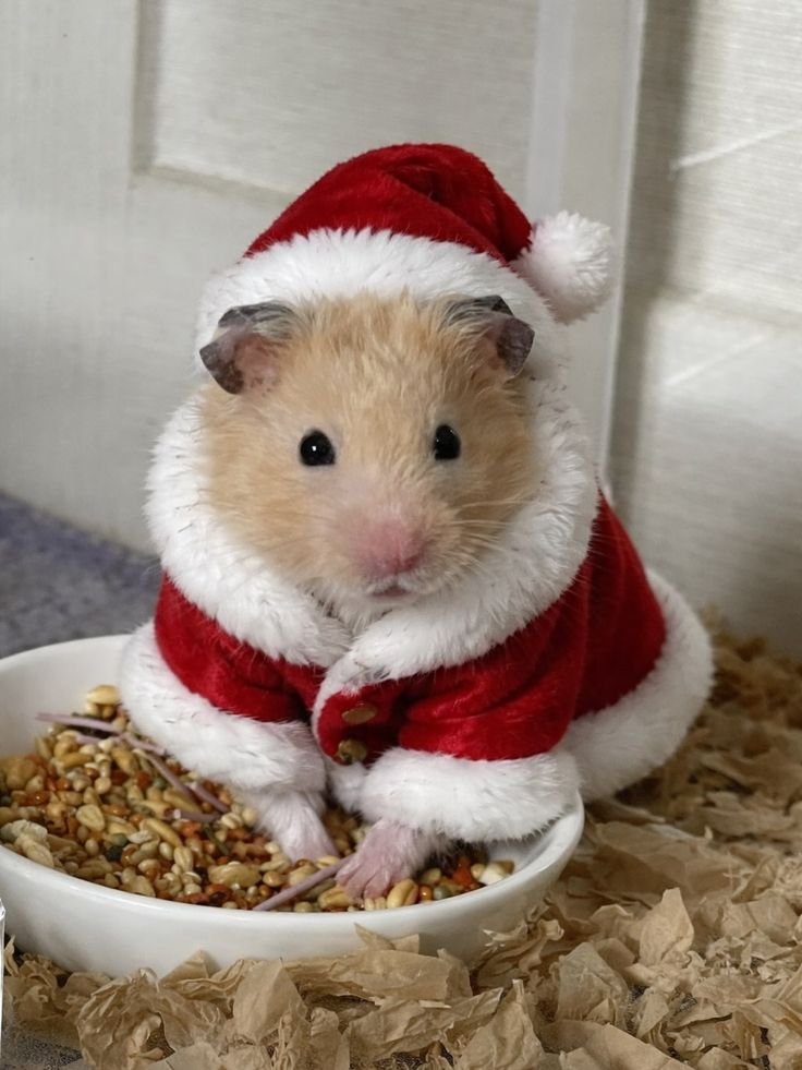 Hamster Christmas PFP