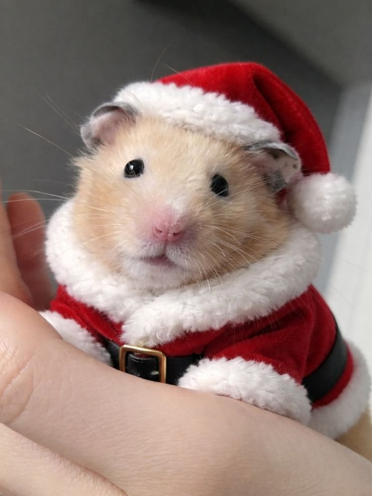 Hamster Christmas PFP