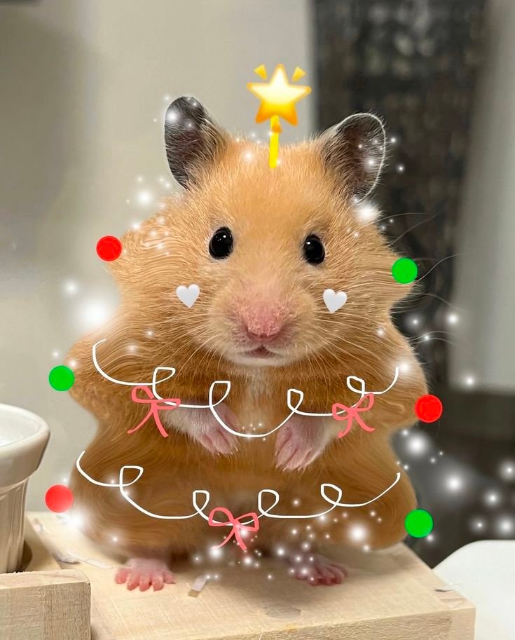 Hamster Christmas PFP