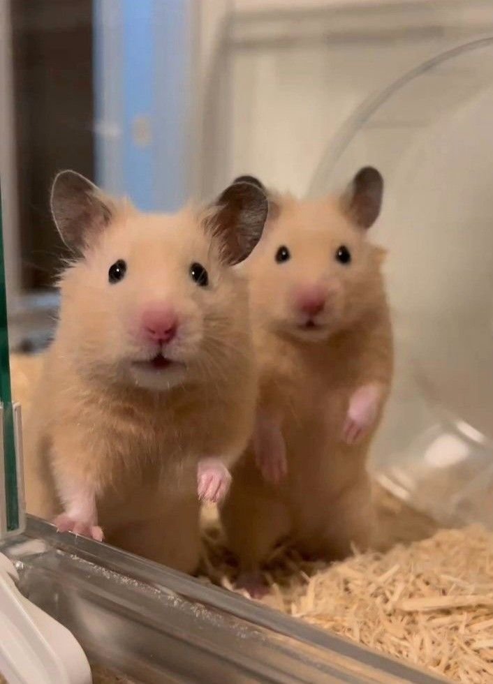 Hamster Matching PFP