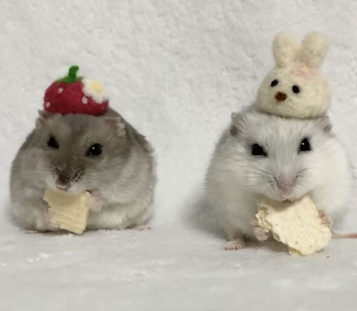 Hamster Matching PFP