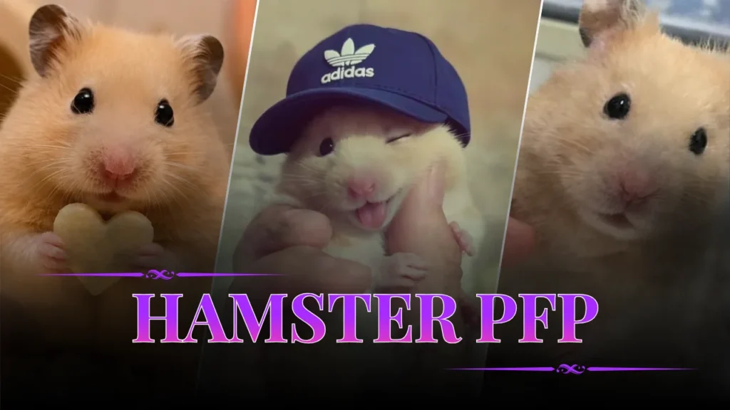 Hamster PFP
