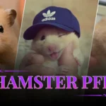 Hamster PFP