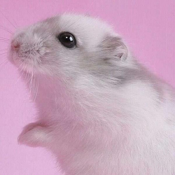 Hamster PFP Discord