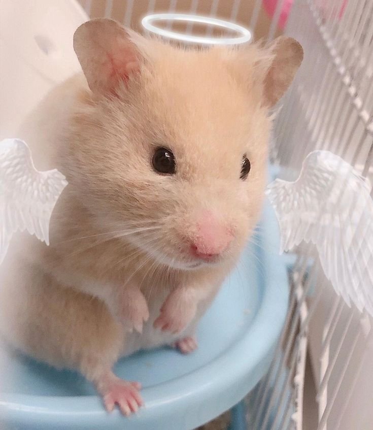 Hamster PFP Discord