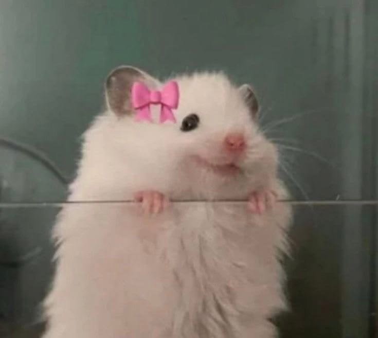 Hamster PFP For Instagram