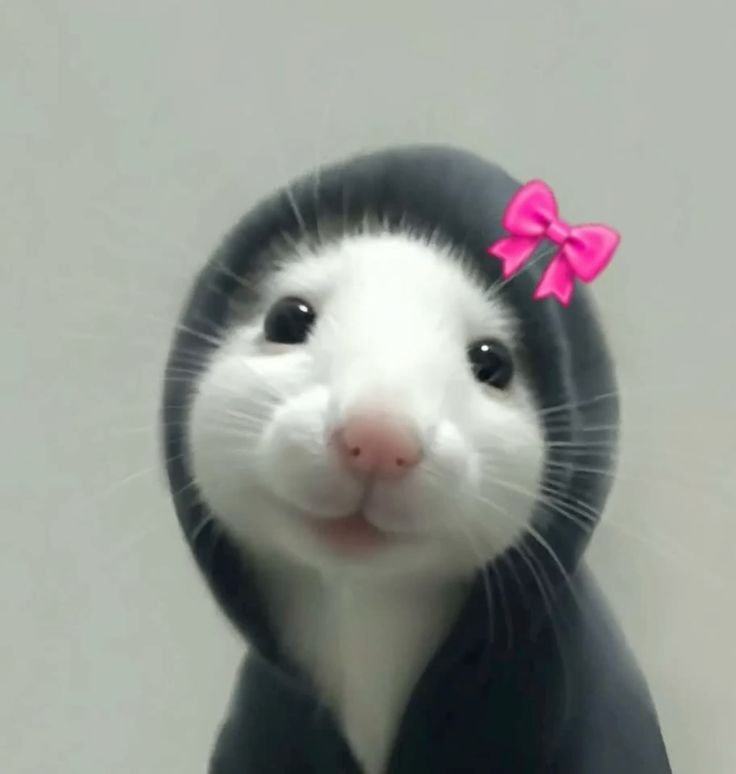 Hamster PFP For Instagram
