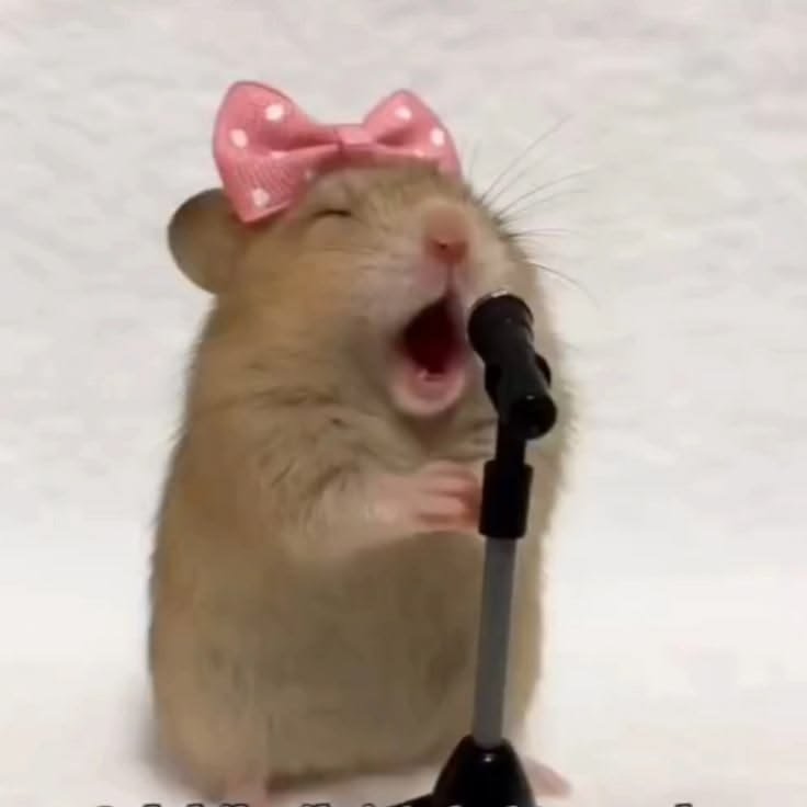 Hamster PFP Funny