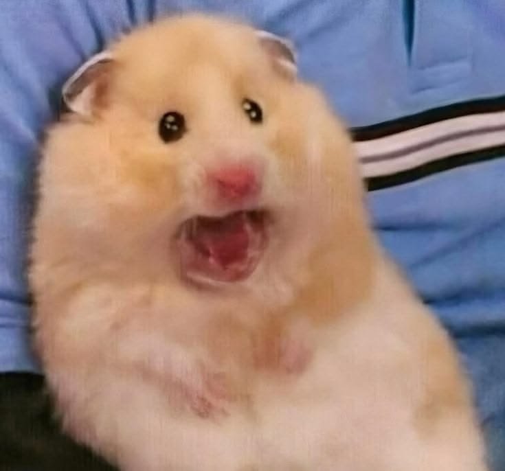 Hamster PFP Funny
