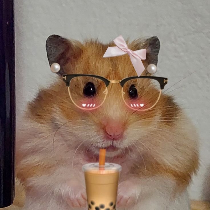 Hamster PFP TikTok
