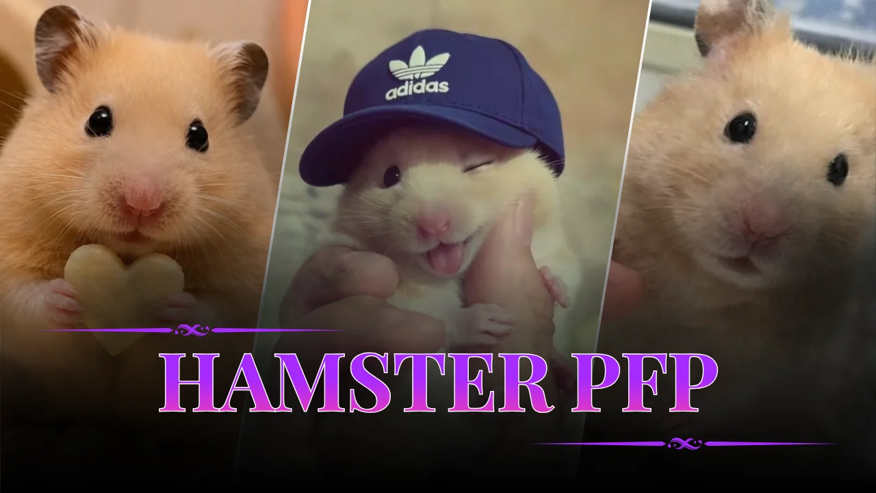 Hamster PFP