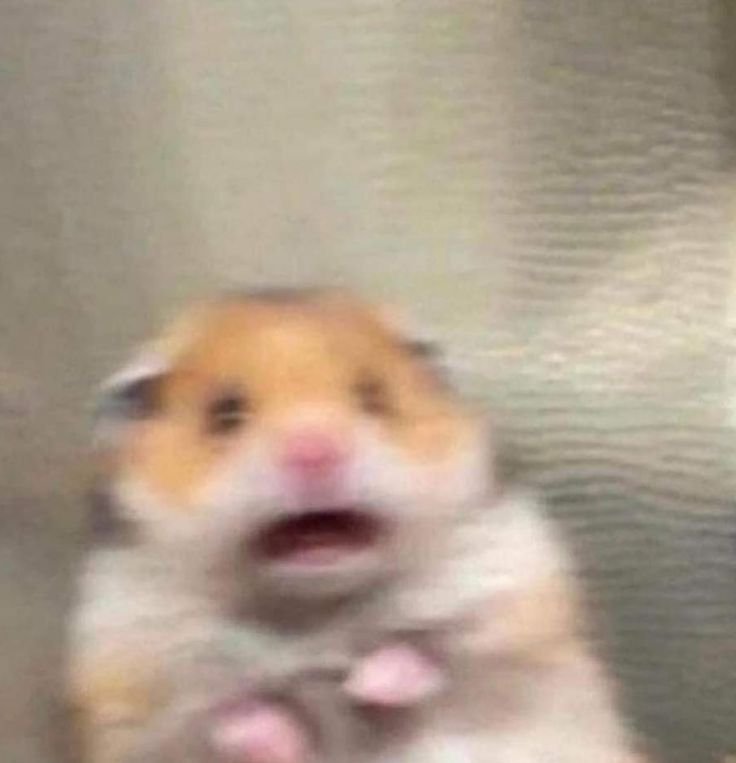 Sad Hamster PFP