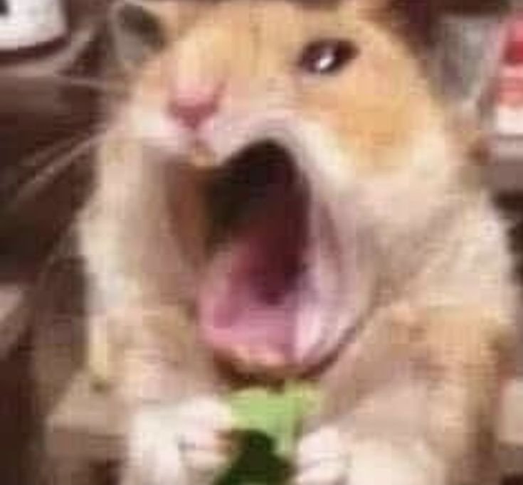 Scared Hamster PFP