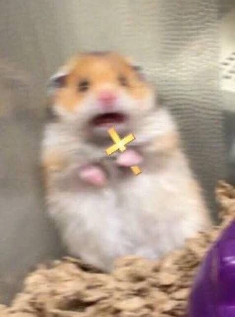 Scared Hamster PFP