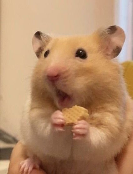 Silly Hamster PFP