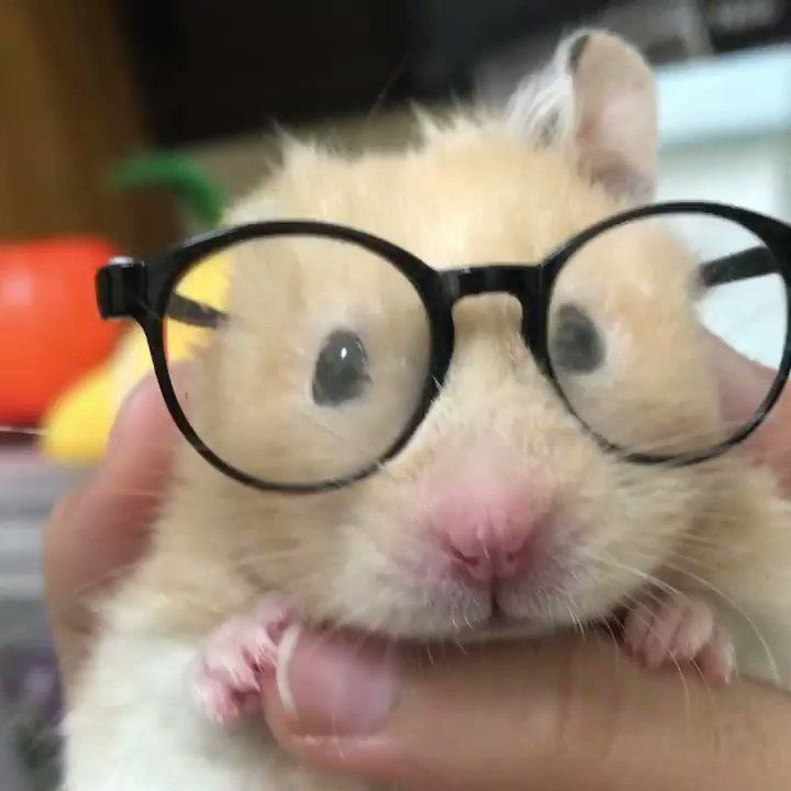 Silly Hamster PFP