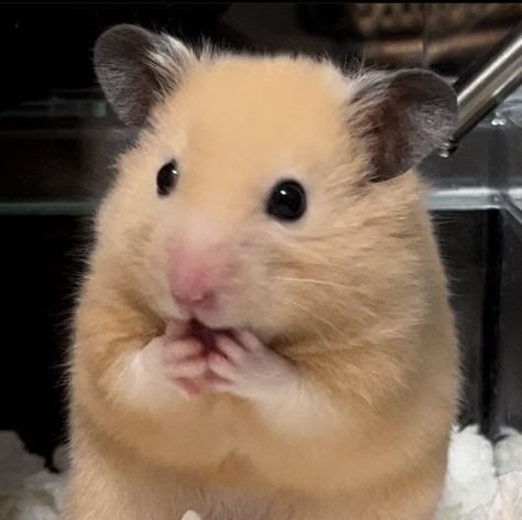 Silly Hamster PFP