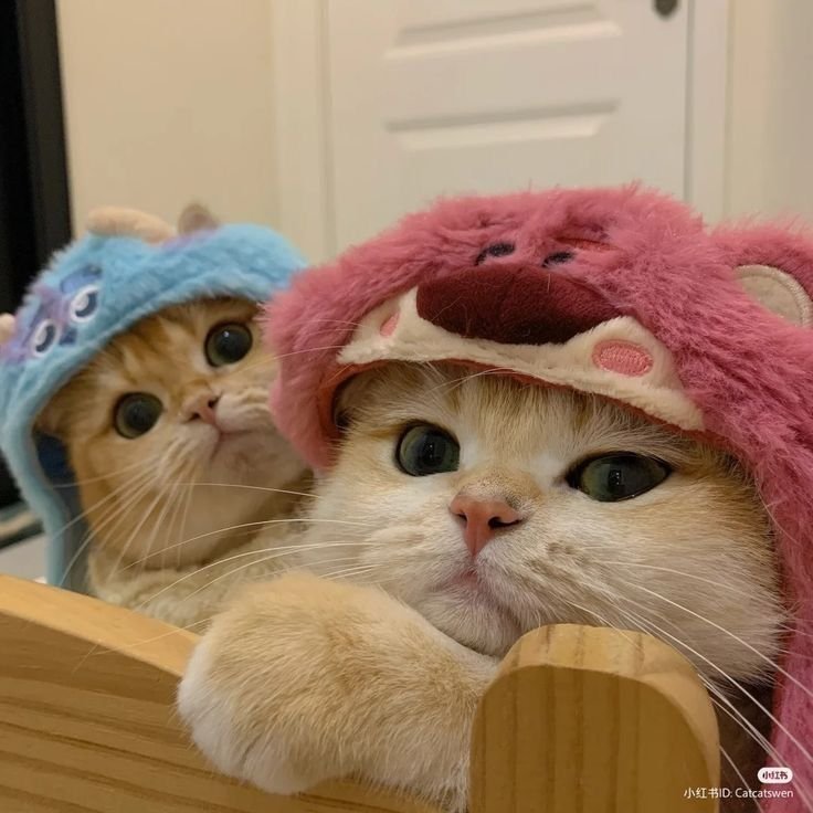 Aesthetic Cute Cat Matching PFP